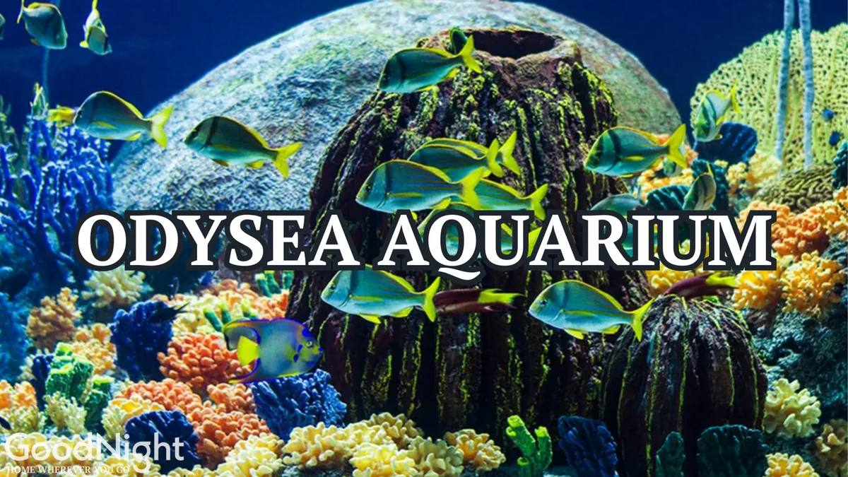 A vibrant scene showcasing a colorful coral reef teeming with a variety of fish and rocky formations, evoking a sense of excitement and curiosity. This image represents the kind of marine life experiences offered at OdySea Aquarium, which is one of the nearby family attractions highlighted in the section.